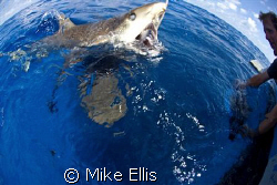 Some people will do anything for the shot.....
including... by Mike Ellis 